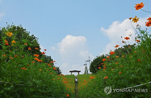 가을 폭염, 내일(11일)까지…추석 연휴 초반 다시 더워 시작